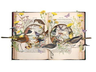 A copy of 'The Romance of Nature' decorated with flowers and nature