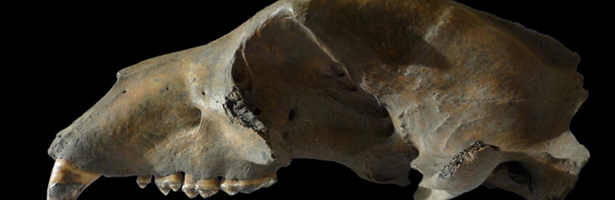 Photograph of skull against black background