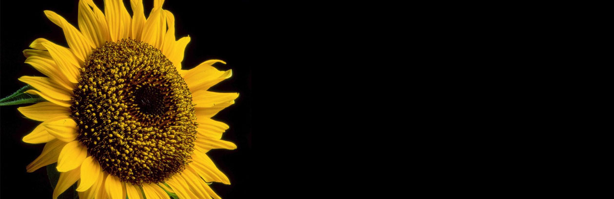 Sunflower against a black background