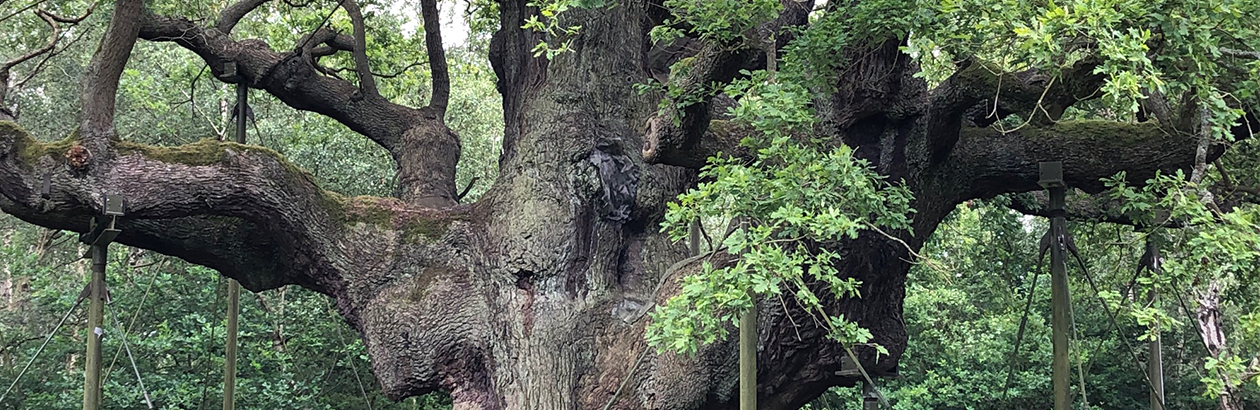 Photograph of Royal Oak tree with stilts holding it