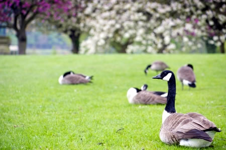 Canada Goose posing for the camera