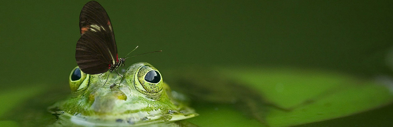 Picture of a frog in the water with a butterfly on its nose