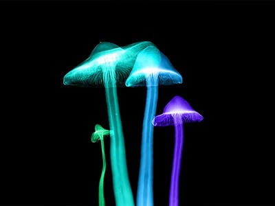 Light-Up Mushroom Workshop